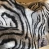 Tela Imitando Piel Tigre Siberiano Sin Pelo, Ancho 138cm-Conchi Berguño.