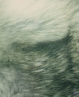 Tela de tapicería imitando Piel de Lobo - Conchi Berguño